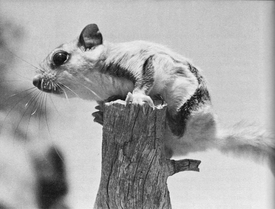 Flying Squirrel from the book A Fine and Peacful Kingdom by Kent Durden