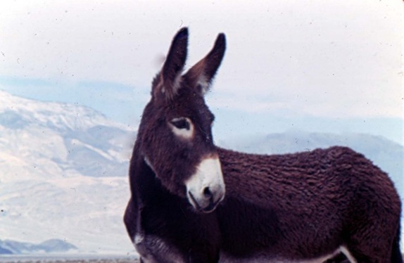 Mule in California - Vintage Slide by Kent Durden