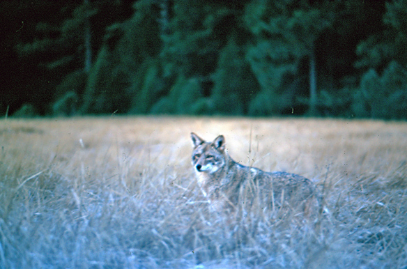 Vintage Slide of a Wolf in the wild - Kent Durden