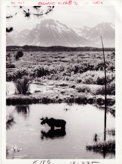 A mooses at a watering hole in the Tetons circa 1974  by Kent Durden