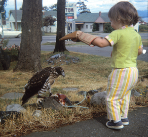 Kent's daughter with a hawk