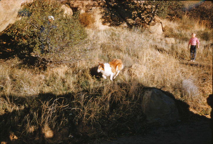 Vintage slide of Lassie on teh set - image by Kent Durden, who did animal photography and handling for the show