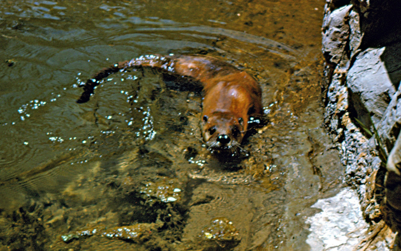 vintage slide of river otters